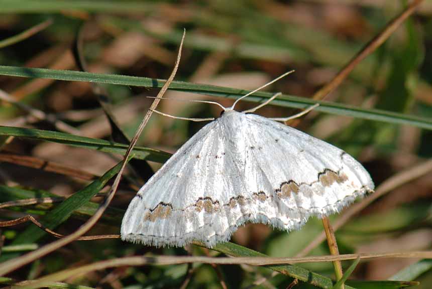 Da identificare - Scopula ornata